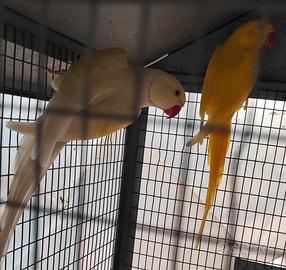 Coppia parrocchetti dal collare lutini