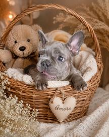 bulldog francese