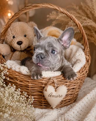 bulldog francese