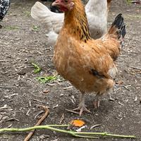 Galline e galli