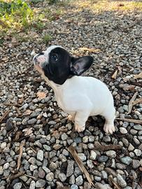 Cucciolo di Bulldog Francese