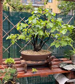 Bonsai di Faggio