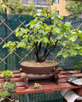 Bonsai di Faggio