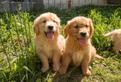 Golden retriever cuccioli
