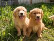 Golden retriever cuccioli