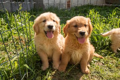 Golden retriever cuccioli