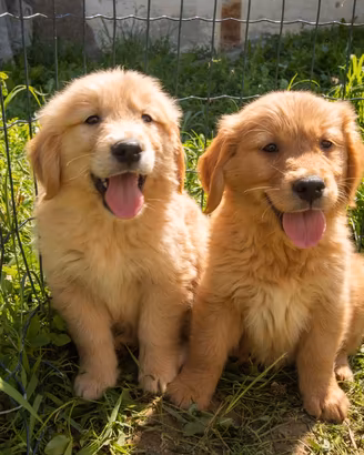 Golden retriever cuccioli
