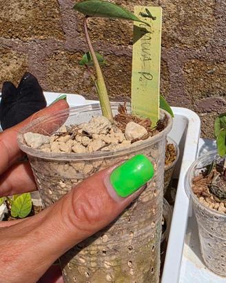 Colocasia Hawaiian Punch