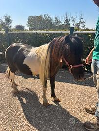 Pony da capogiro