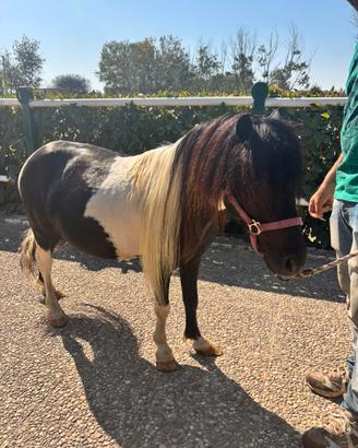 Pony da capogiro