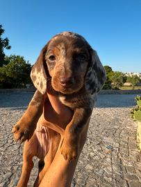 Bassotto cucciolo