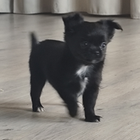 Cuccioletta pronta per una nuova famiglia