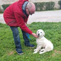 Sisma divino mix maremmano in adozione