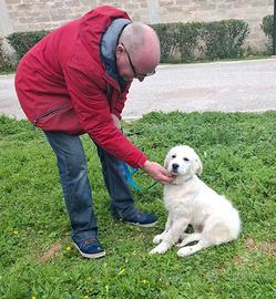 Sisma divino mix maremmano in adozione