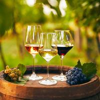 Esperienze Pratiche settore Vino