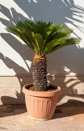 Pianta Cica