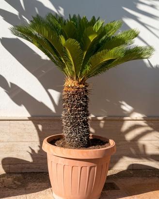 Pianta Cica
