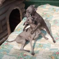 Cuccioli Piccolo Levriero Italiano