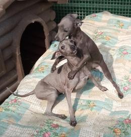 Cuccioli Piccolo Levriero Italiano