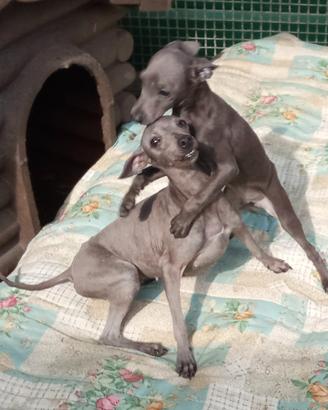 Cuccioli Piccolo Levriero Italiano