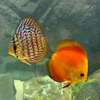 Pesce discus