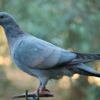 Piccioni per caccia al colombaccio