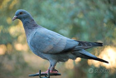 Piccioni per caccia al colombaccio