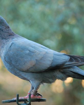 Piccioni per caccia al colombaccio