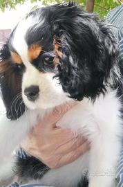 Cavalier king femmina con pedigree enci