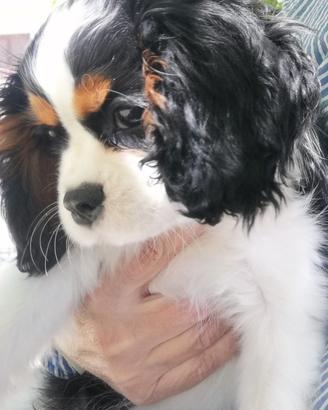 Cavalier king femmina con pedigree enci