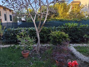 Taglio siepe -erba P.U.L.I.Z.I.A.U.L.I.V.E.T.O.