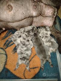 Bulldog francese merle