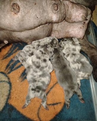 Bulldog francese merle