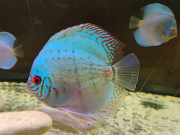 Ciclidi Discus