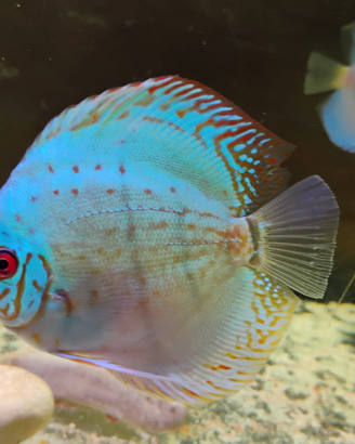 Ciclidi Discus