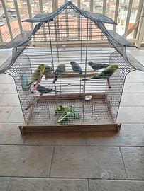 Pappagallini cocorite novelli