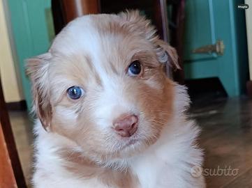 Cucciole Pastore Australiano