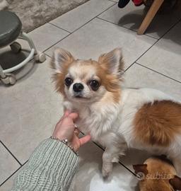 Chihuahua maschio con pedigree per monta