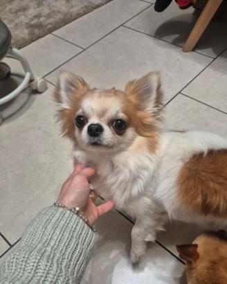 Chihuahua maschio con pedigree per monta