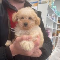 Barboncini toy veri Toy piccolissimo champagne