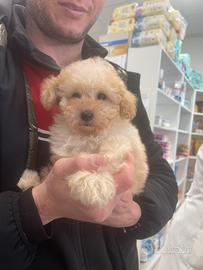 Barboncini toy veri Toy piccolissimo champagne