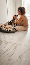 Beagle ZOE