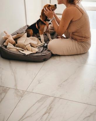 Beagle ZOE