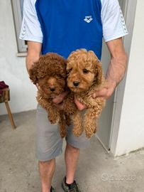 Cuccioli di Barboncino Nano Red