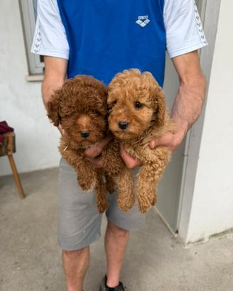Cuccioli di Barboncino Nano Red