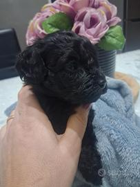 Barboncino black