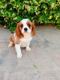 Cavalier king con pedigree ENCI