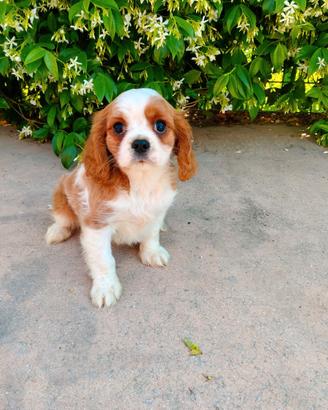 Cavalier king con pedigree ENCI