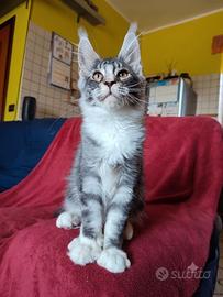 Gattino Maine Coon meraviglioso maschietto vivace