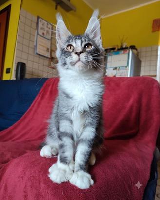 Gattino Maine Coon meraviglioso maschietto vivace